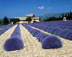 Lavender fields as seen from a Provence cruise